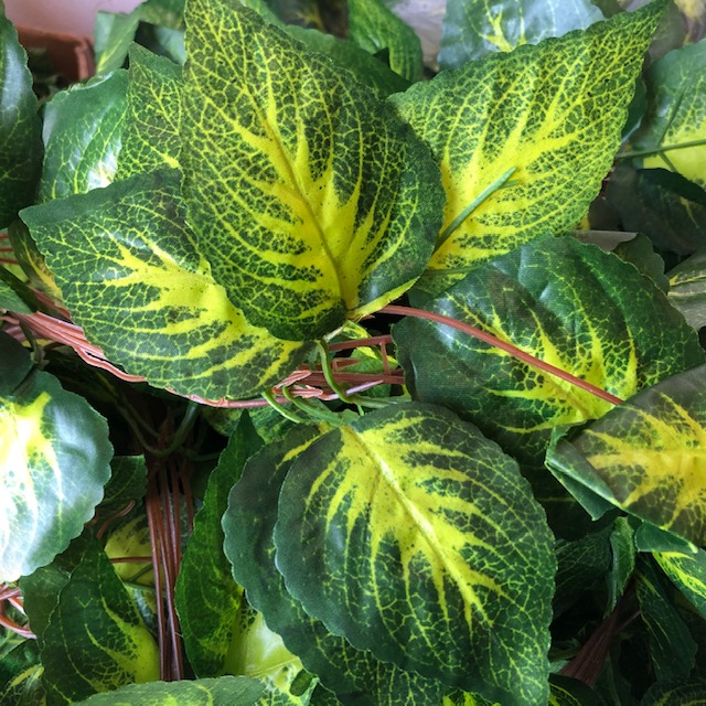 GREENERY, Bright Green Vines - Dieffenbachia